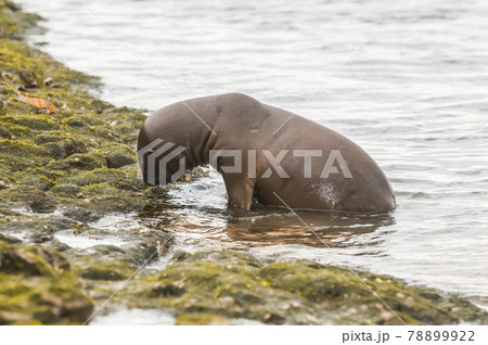 Sea Lion pup , Patagonia Argentina Sea Lion pup , Patagonia Argentina 78899922