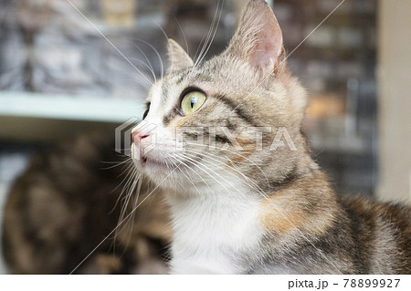 笑うマンチカンのツツジちゃん(撮影協力 猫の手) 笑うマンチカンのツツジちゃん(撮影協力 猫の手) 78899927