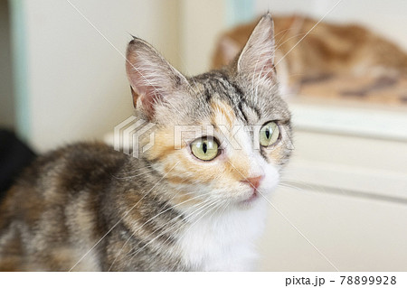 見つめるマンチカンのツツジちゃん(撮影協力 猫の手) 見つめるマンチカンのツツジちゃん(撮影協力 猫の手) 78899928