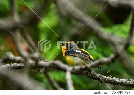 キビタキ キビタキ 78899953