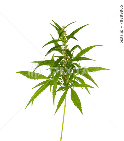 Marijuana plant isolated on white background. Hemp leaf close up. Cannabis green leaf. Marijuana plant isolated on white background. Hemp leaf close up. Cannabis green leaf. 78899965