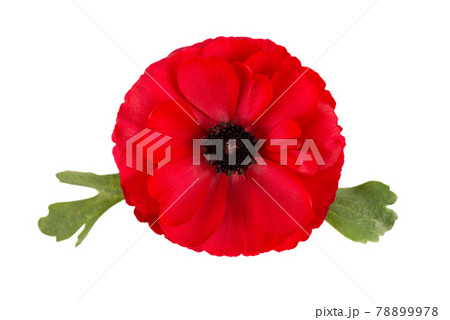 Red ranunculus asiaticus flower isolated on white background. Persian buttercup. Beautiful summer flowers. Top view. 78899978