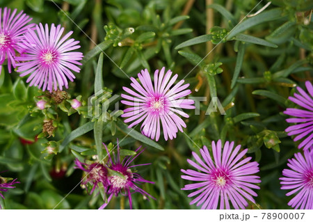 マツバギク 78900007