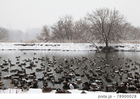 View of Waterfowl in winter conditions on pond 78900028