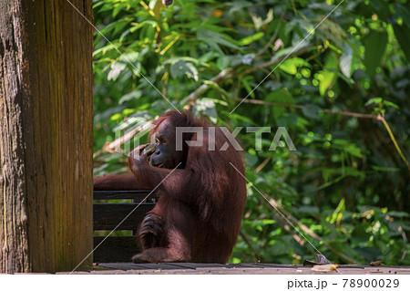 木 ツリー 樹 78900029