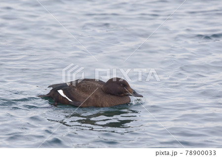 Female White-winged Scoter, Melanitta deglandi, resting on the lake Female White-winged Scoter, Melanitta deglandi, resting on the lake 78900033