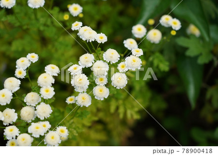 ナツシロギク 78900418
