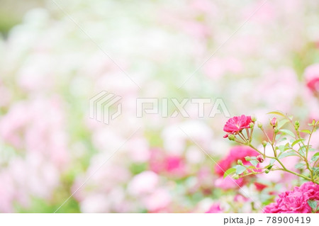 綺麗に咲いたバラの花 78900419