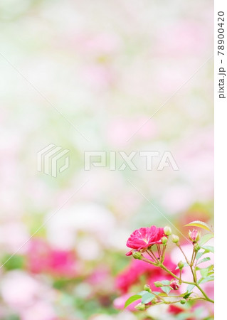 綺麗に咲いたバラの花 78900420