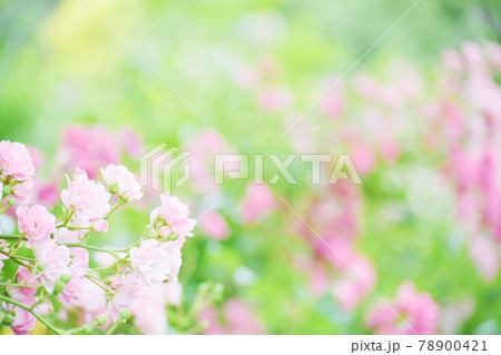 綺麗に咲いたバラの花 78900421