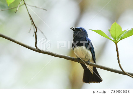 オオルリ 78900638