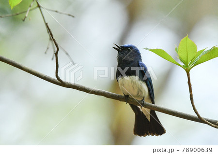 オオルリ 78900639