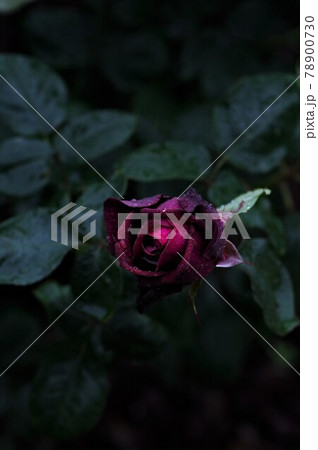 雨に濡れる赤い薔薇 78900730