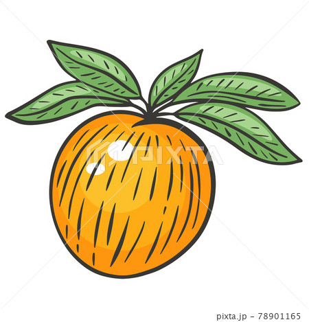 Single peach on a branch with leaves, vector. 78901165