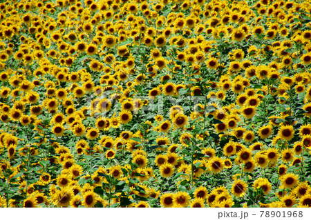 三ノ倉高原のヒマワリ（福島県・喜多方市） 78901968