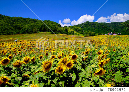 三ノ倉高原のヒマワリ(福島県・喜多方市) 三ノ倉高原のヒマワリ(福島県・喜多方市) 78901972