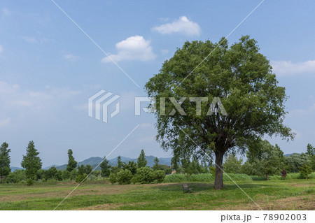 風景 韓国 木 78902003