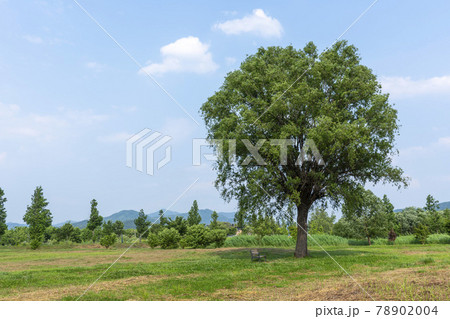 風景 韓国 木 78902004