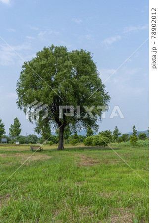 風景 木 水 78902012