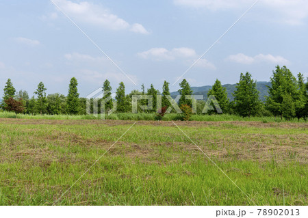風景 木 植物 78902013