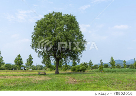 風景 韓国 木 78902016