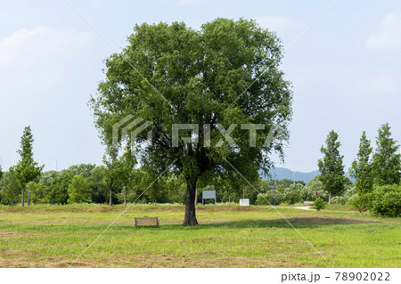 風景 韓国 木 78902022