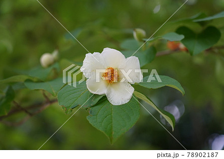 ナツツバキ 78902187