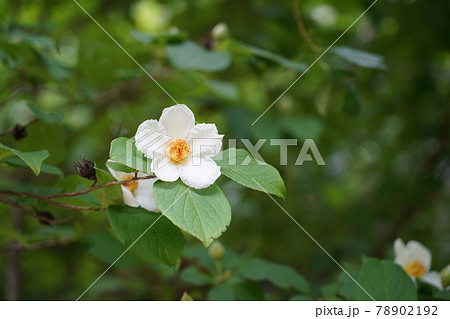 ナツツバキ ナツツバキ 78902192