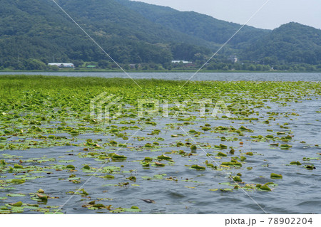 風景 自然 韓国 78902204