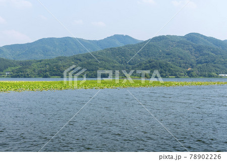 風景 自然 木 78902226