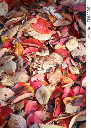 桜の落葉 桜の落葉 78902364
