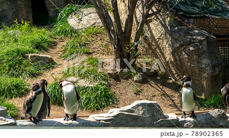 飯田動物園 動物 78902365
