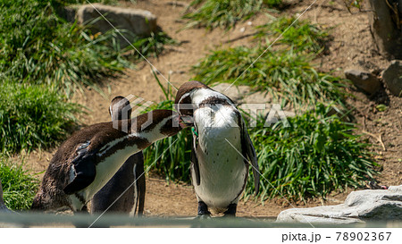 飯田動物園 動物 78902367