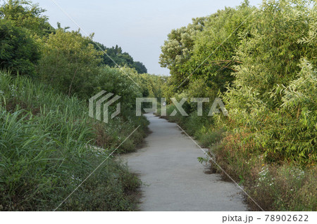 木 空 雲 78902622