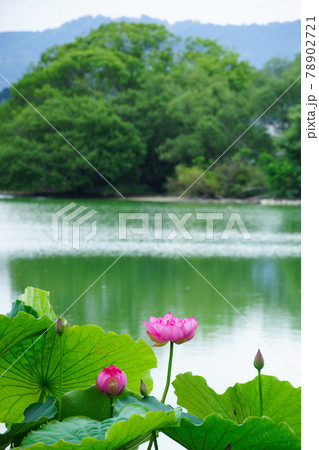 平池のハス　和歌山県紀の川市平池 78902721