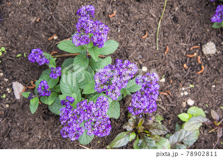 ヘリオトロープ ヘリオトロープ 78902811