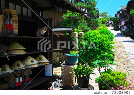 猫が居る初夏の宿場町「馬籠」 78902902