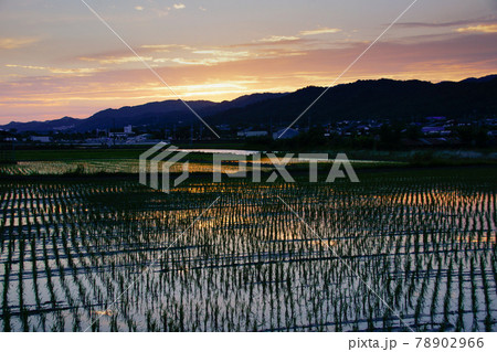 初夏の紀の川平野の夕焼け 和歌山県和歌山市 初夏の紀の川平野の夕焼け 和歌山県和歌山市 78902966