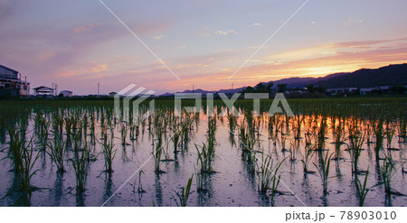 初夏の紀の川平野の夕景 和歌山県和歌山市 初夏の紀の川平野の夕景 和歌山県和歌山市 78903010