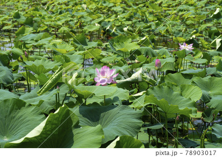 ガーデン 庭園 蓮 78903017