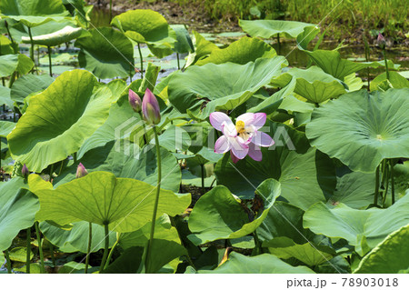 ガーデン 庭園 蓮 78903018