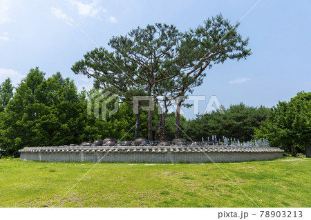 木 ガーデン 庭園 78903213