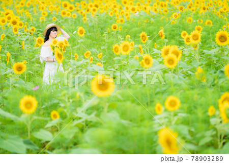 ひまわり畑と笑顔の白いワンピース姿の女性の写真素材 7032 ひまわり畑と笑顔の白いワンピース姿の女性の写真素材 7032