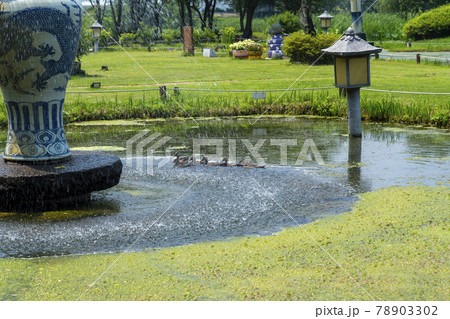 水 ガーデン 庭園 78903302
