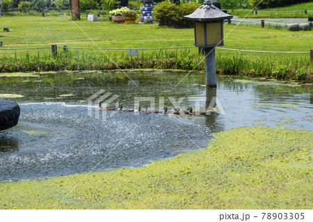 水 ガーデン 庭園 78903305