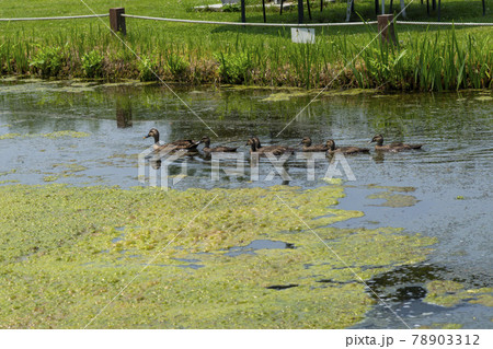 水 ガーデン 庭園 78903312