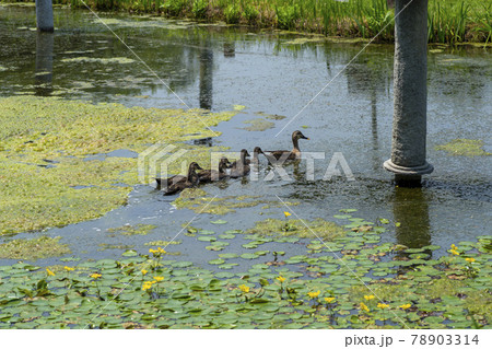 水 ガーデン 庭園 78903314
