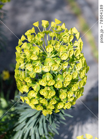 Flowering spurge plant with green flower natural background, Euphorbia characias 78904189