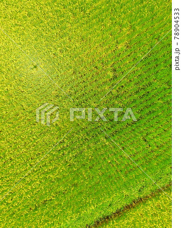 黄金色に実った稲穂〜ドローンで空撮(福島県大沼郡会津美里町大石字家ノ下) 黄金色に実った稲穂〜ドローンで空撮(福島県大沼郡会津美里町大石字家ノ下) 78904533