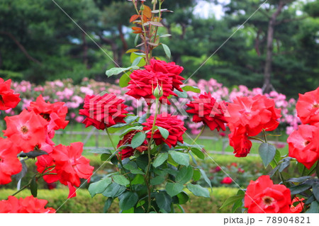 バラ 花 バラの花 78904821